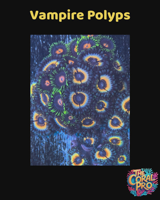 VAMPIRE POLYP ZOANTHIDS (Priced per 2/3 Polyps)
