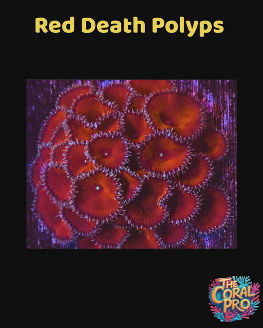 RED DEATH ZOANTHIDS (Priced per 2/3 polyps)