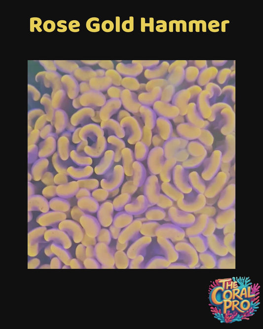 ROSE GOLD HAMMER CORAL#1 (Priced per Head)