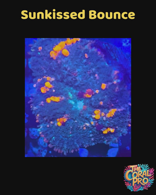 SUN-KISSED BOUNCE MUSHROOM - WYSIWYG