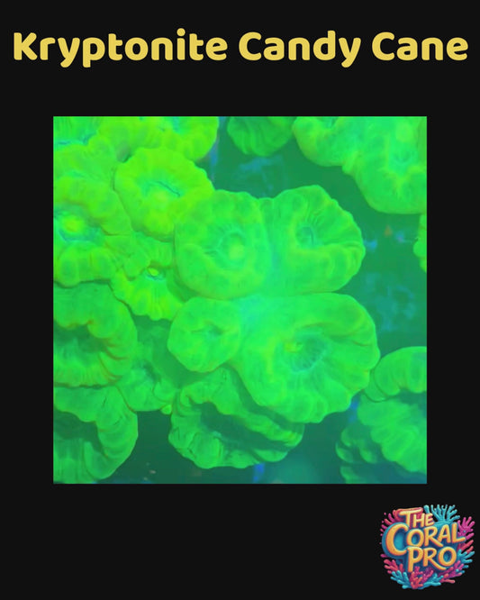 KRYPTONITE CANDY CANE CORAL (Priced per 3/4 Heads)