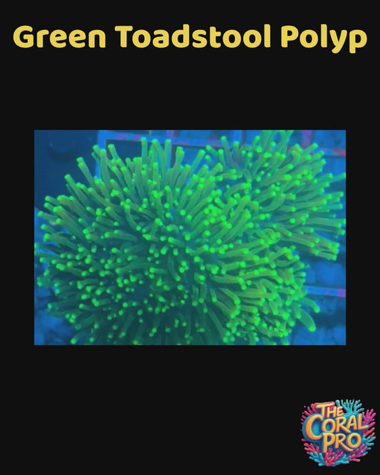 GREEN TOADSTOOL CORAL (Priced per Head)
