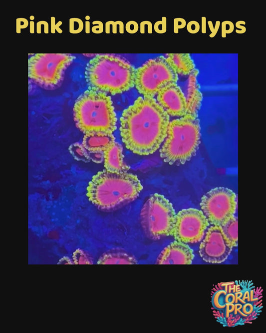 PINK DIAMOND ZOANTHIDS (Sold per Polyp)