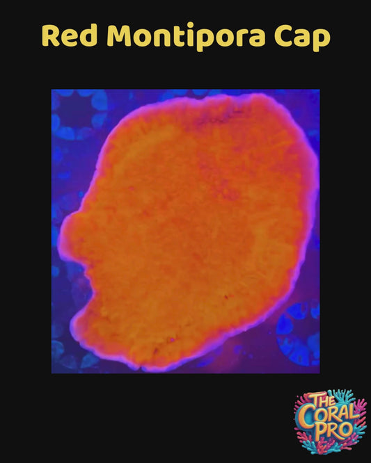 RED MONTIPORA CAP MUSHROOM (Priced per Mushroom)