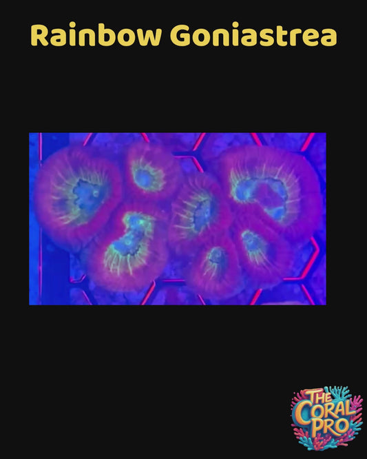 RAINBOW GONIASTREA (Sold per polyp)
