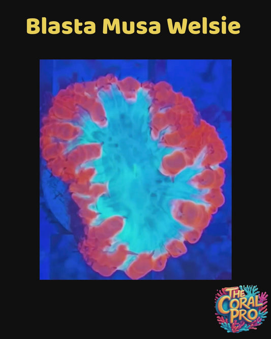 BLASTA MUSA WELSIE CORAL (Priced per Polyp)