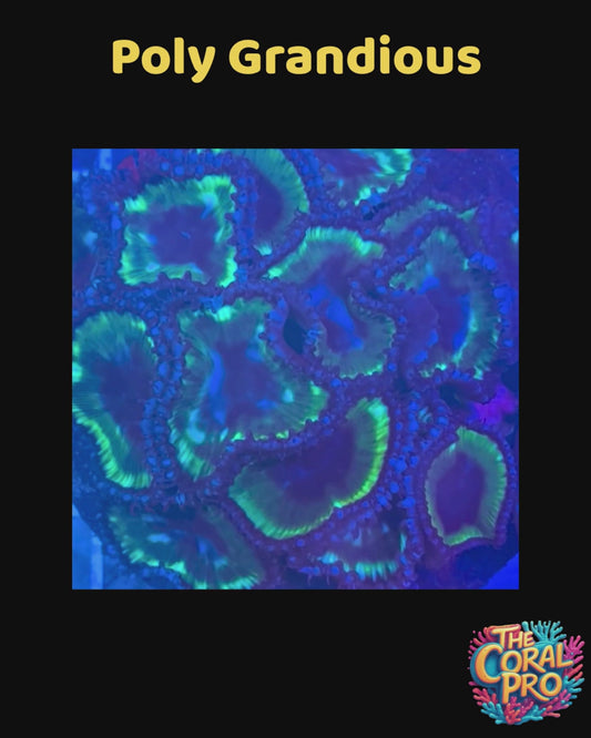 POLY GRANDIOUS ZOANTHIDS (Sold per Polyp)