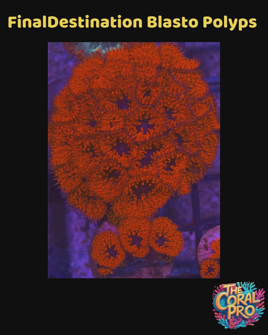 FINAL DESTINATION BLASTOMUSSA (Priced per Polyp)