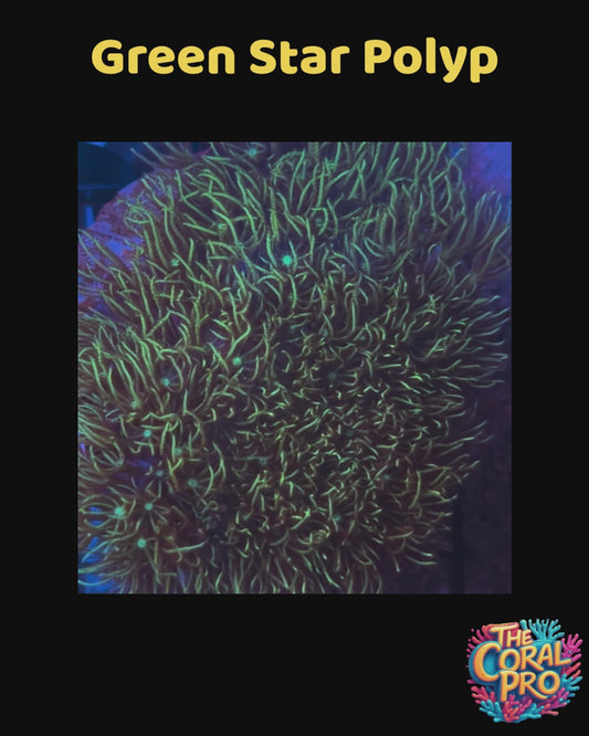 GREEN STAR POLYPS CORAL (Priced per Piece)