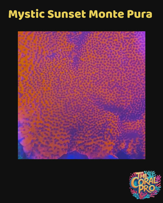 MYSTIC SUNSET MONTIPORA (Priced per Piece)