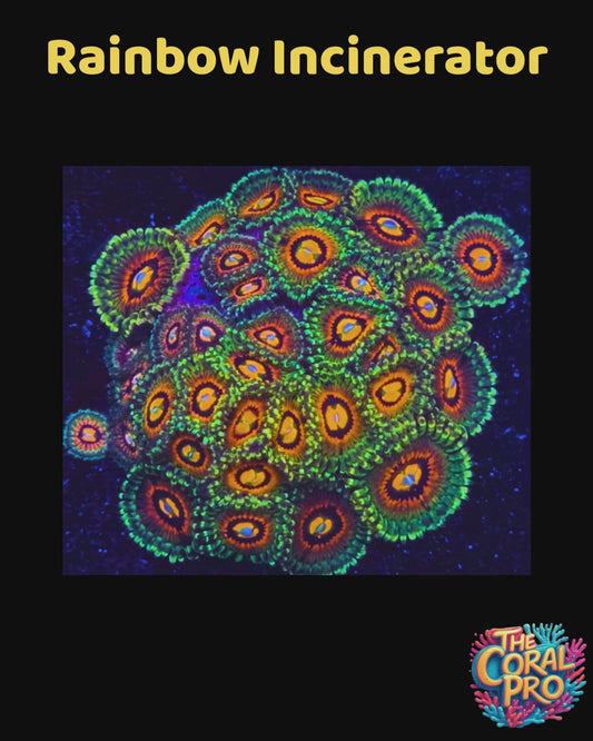 RAINBOW INCINERATOR ZOANTHIDS (Priced per 2/3 polyps)
