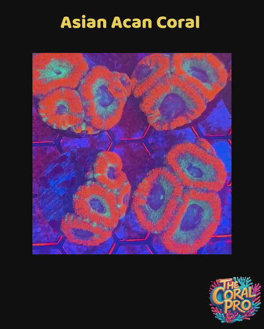 ASIAN ACORN CORAL (Priced per 3/4 Polyps)