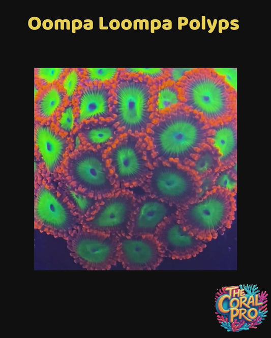 OOMPA LOOMPA ZOANTHIDS (Priced Polyp)