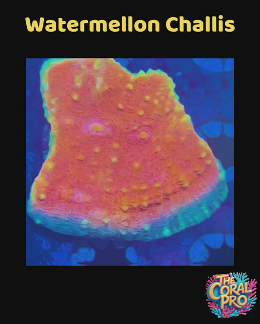 WATERMELON CHALICE - WYSIWYG