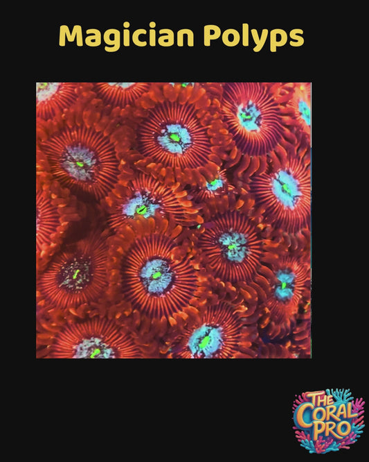 MAGICIAN ZOANTHIDS (Priced per 3/4 Polyps