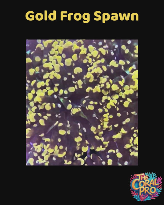 GOLDEN FROG SPAWN (Priced per Head)
