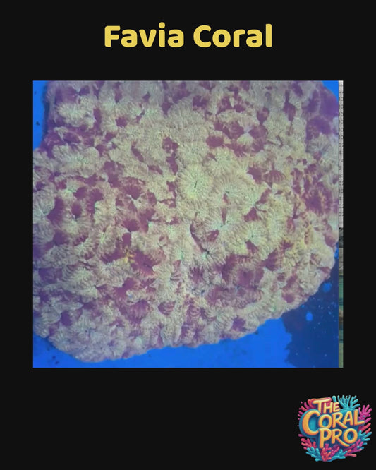 FAVIA CORAL - WYSIWYG